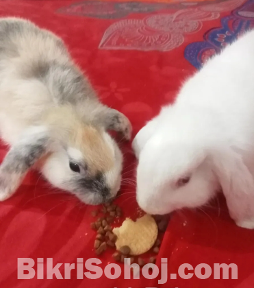 Holland Lop Rabbits